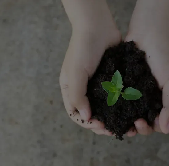 Leaf in dirt